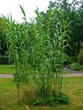 Carrizo, Arundo, Spanish cane, Colorado river reed, wild cane, giant reed